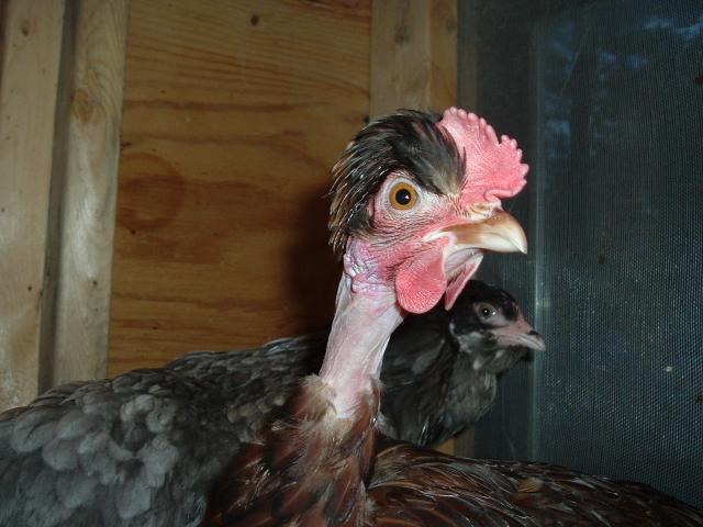 15886_my_chickens_745.jpg
