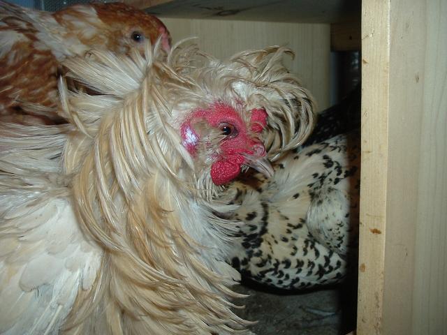15886_my_chickens_747.jpg
