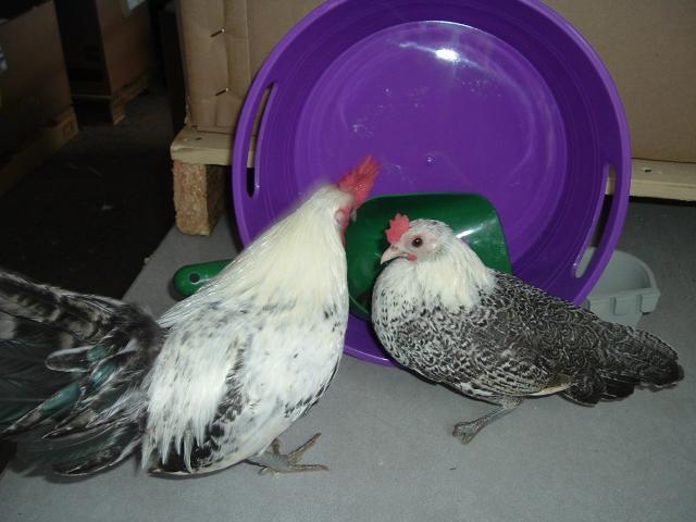 15886_my_chickens_759.jpg