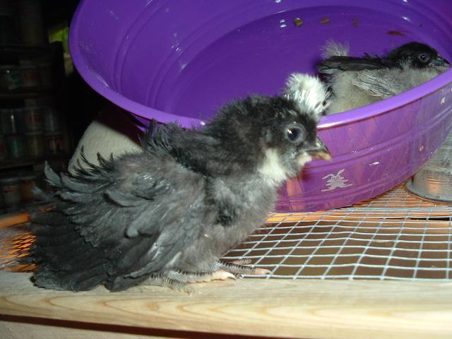 15886_my_chickens_770.jpg