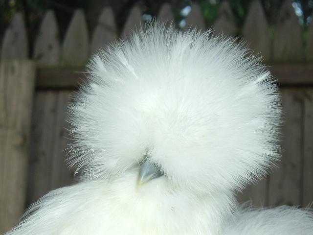 15886_my_chickens_836.jpg