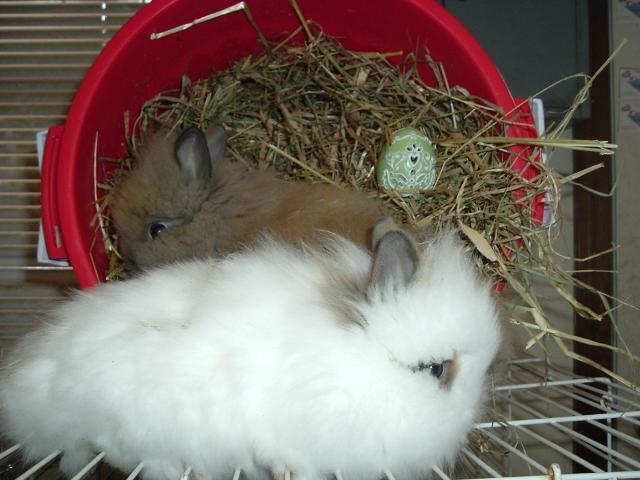 15886_my_chickens_867.jpg