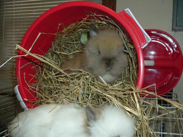 15886_my_chickens_871.jpg