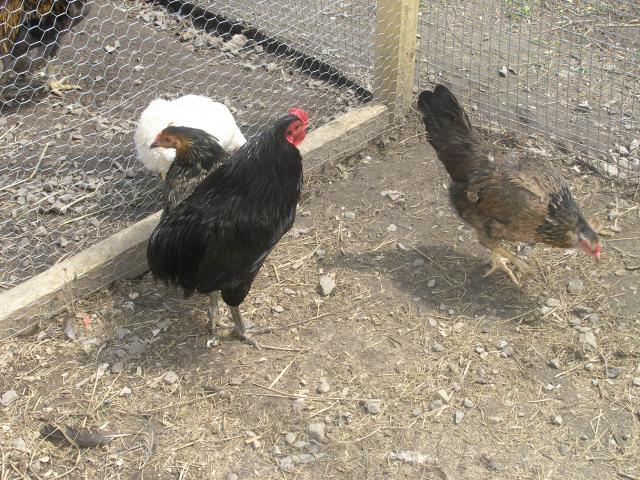 15895_chickens_006.jpg