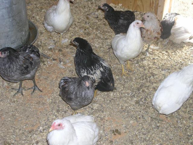 15895_chickens_018.jpg