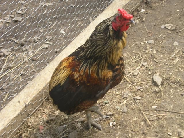 15895_chickens_024.jpg