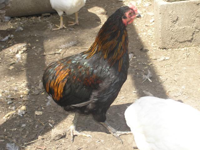 15895_temp_chicken_014.jpg