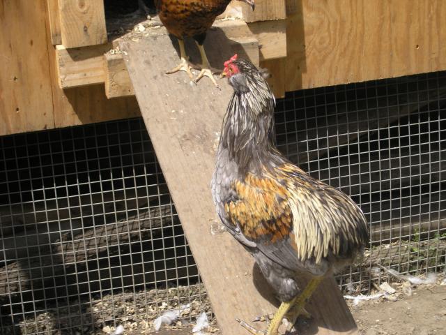 15895_temp_chicken_021.jpg