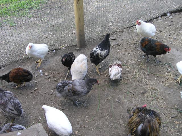 15895_temp_chicken_044.jpg