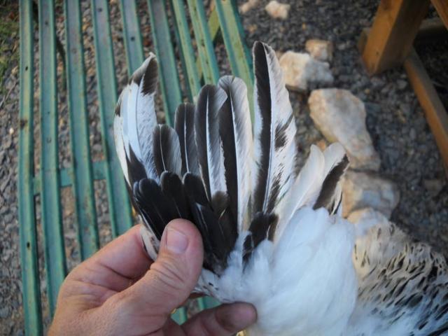 15970_dscn0429.jpg