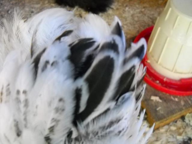 15970_dscn0457.jpg