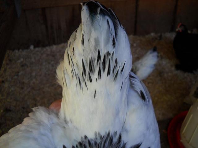 15970_dscn0463.jpg