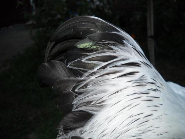 15970_dscn0507.jpg