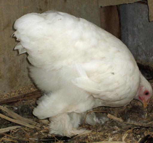 15970_vulture_hocks__2.jpg