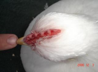 15970_whiteskull06.jpg