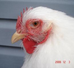 15970_whiteskull06a.jpg