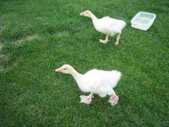 15975_sebbie_goslings.jpg