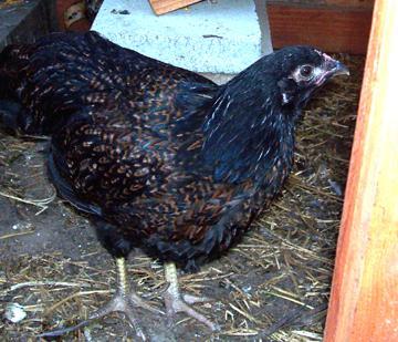 15988_dolly4-20-09.jpg