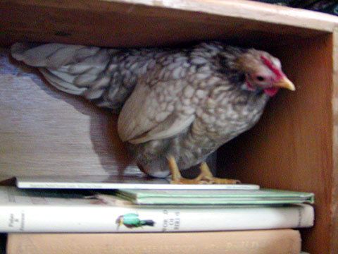 16043_bookcase2.jpg