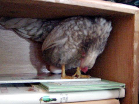 16043_bookcase3.jpg
