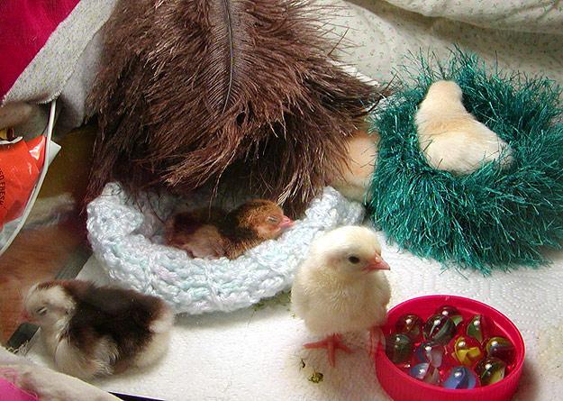 16043_brooder1.jpg