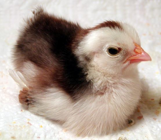 16043_chick1a.jpg