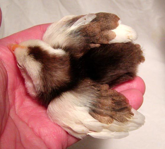 16043_chick1c.jpg