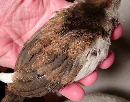 16043_chick1g.jpg