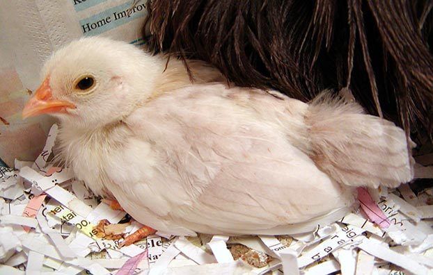 16043_chick3b.jpg