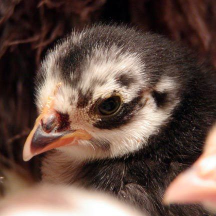 16043_chick6c.jpg