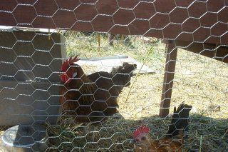 16096_chickens12.jpg