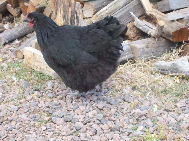 1609_black_orpington_hen.jpg
