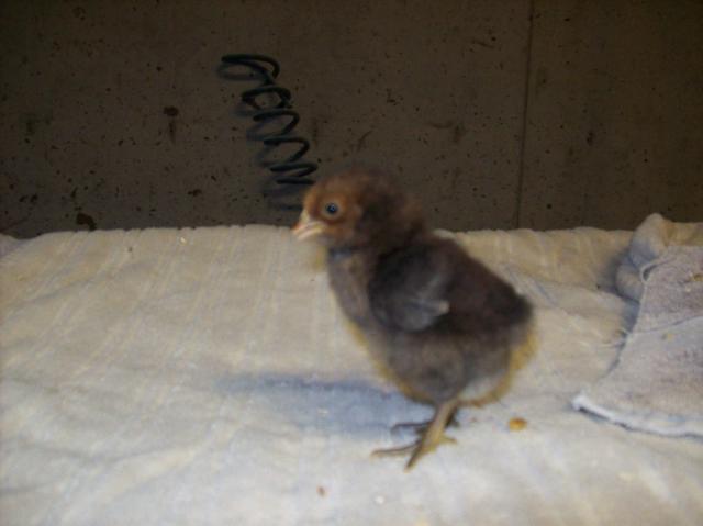 1609_golden_laced_chick.jpg