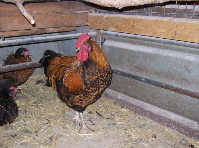 1609_golden_laced_rooster.jpg