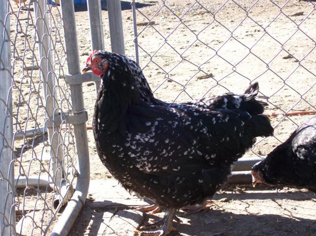 1609_java_hen.jpg