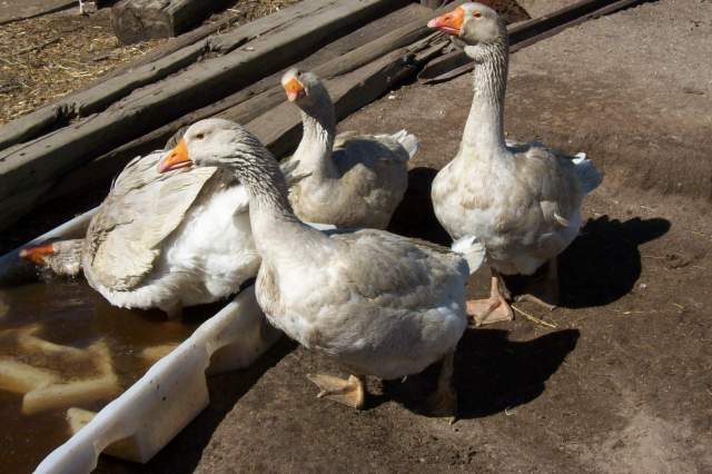 1609_lav_geese.jpg