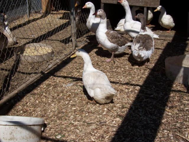 1609_pekin_ducks.jpg