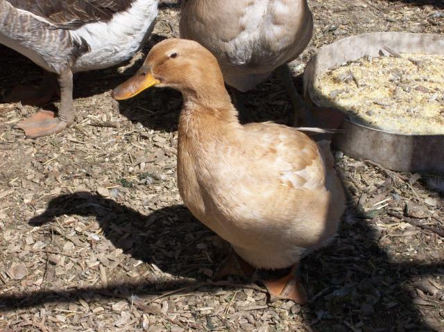 1609_saxony_duck.jpg