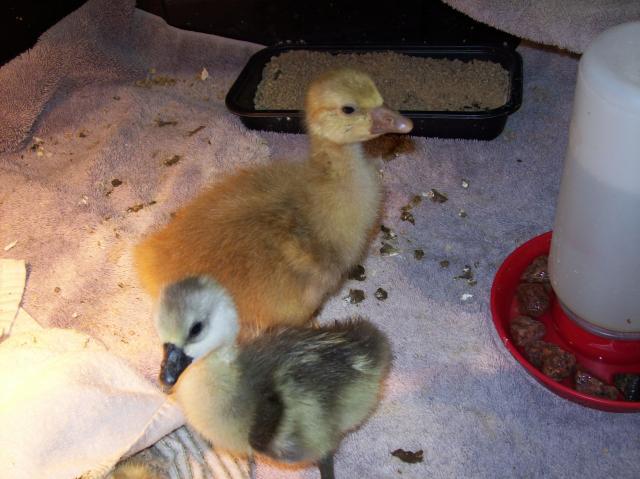 1609_seb_afr_goslings.jpg