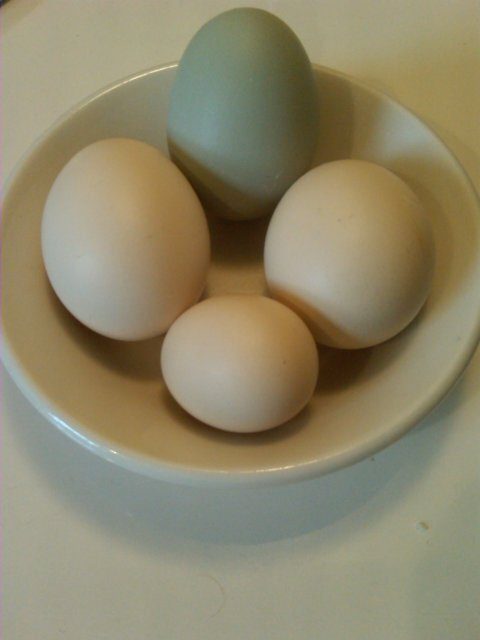 16101_easter_egger_egg1.jpg