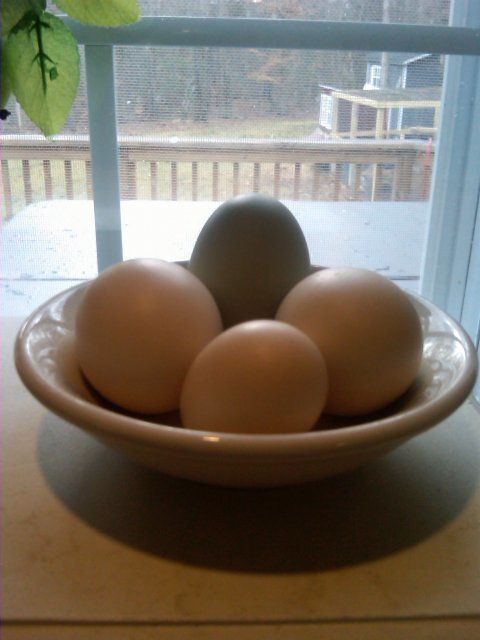 16101_easter_egger_egg2.jpg