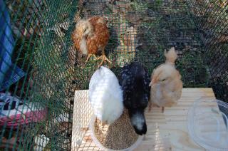 16101_new_chicks_1.jpg