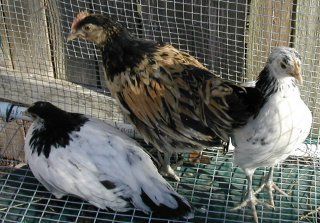 16137_lakenvelder_trio.jpg