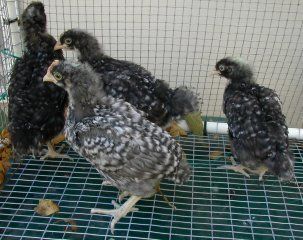 16137_marans_cockeral.jpg