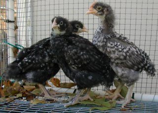 16137_marans_legs.jpg
