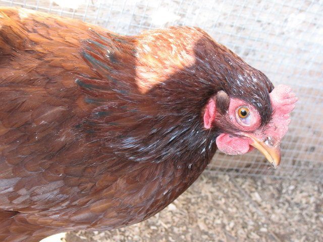 16141_chickens_008.jpg