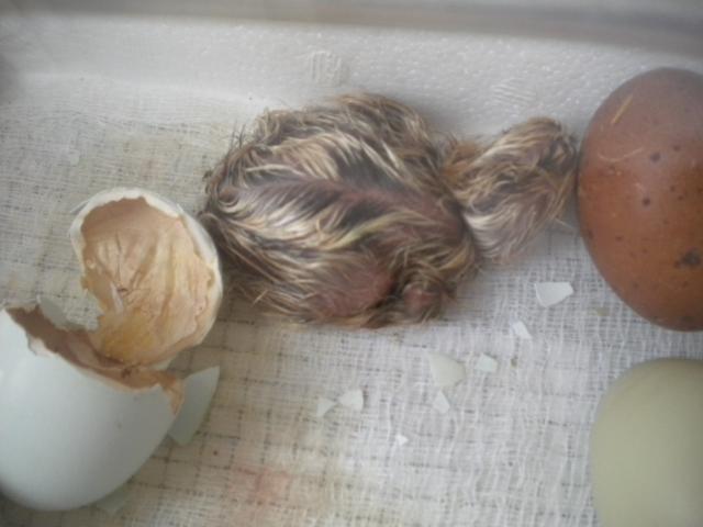 16143_022610babychicks_012.jpg