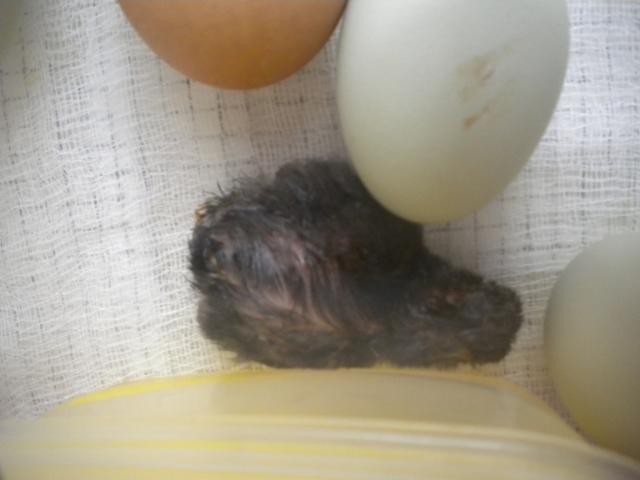 16143_022610babychicks_015.jpg