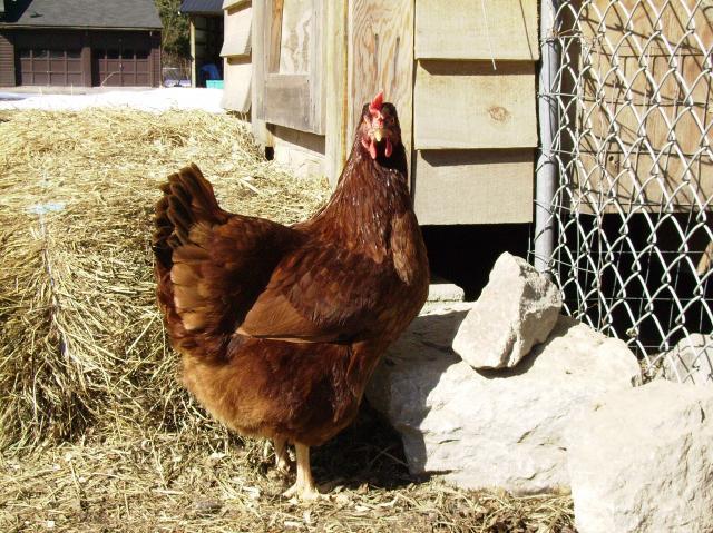 16143_chickens022309_005.jpg