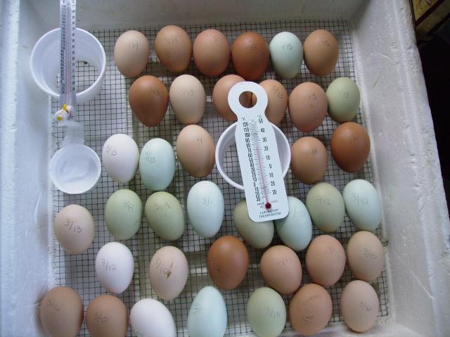 16143_egg_to_chicken_science_fair_project_001.jpg